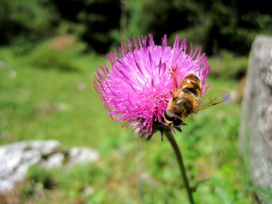 A bee on pink clover.